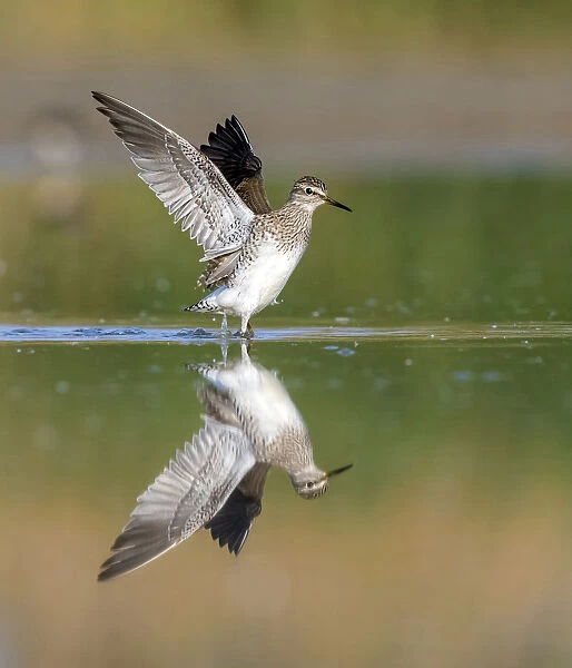 Wood Sandpiper sitting in the mud with open wings near Florence, Italy April 2017, Tringa glareola