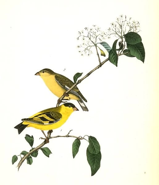 Yarrells Goldfinch. 1. Male. 2. Female. Audubon, John James, 1785-1851