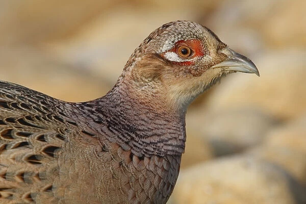Young male Common Pheasant, Phasianus colchicus, Italy