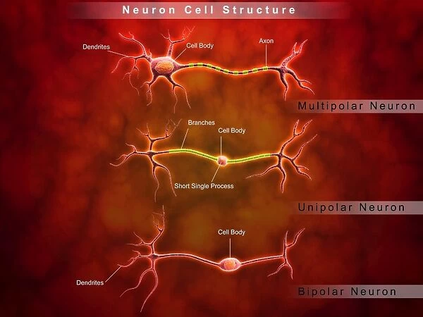 Anatomy structure of neurons