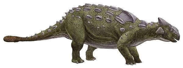 Ankylosaurus magniventris, a prehistoric era dinosaur