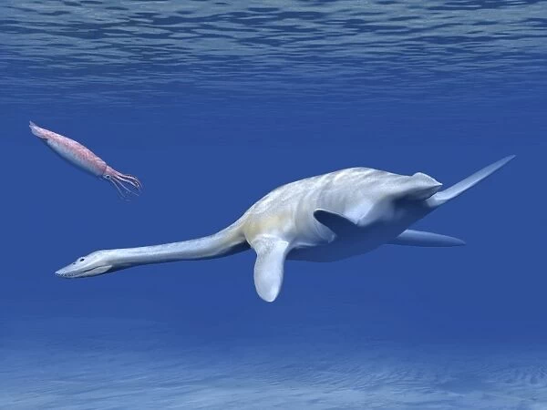 Aristonectes plesiosaur attempts to make a meal of a squid-like cephalopod
