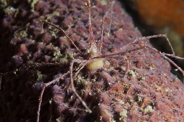 Arrow Crab carries her eggs underneath its abdomen