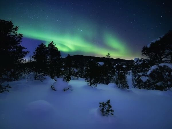 Aurora Borealis over Forramarka Woods in Tennevik, Troms County, Norway