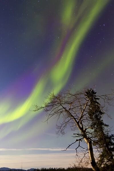 Aurora borealis with moonlight and trees, Whitehorse, Canada