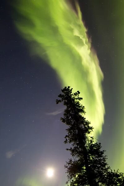 Aurora borealis with tree and full moon, Whitehorse, Yukon, Canada