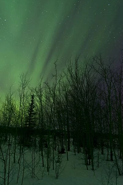 Aurora borealis over trees, Yukon, Canada