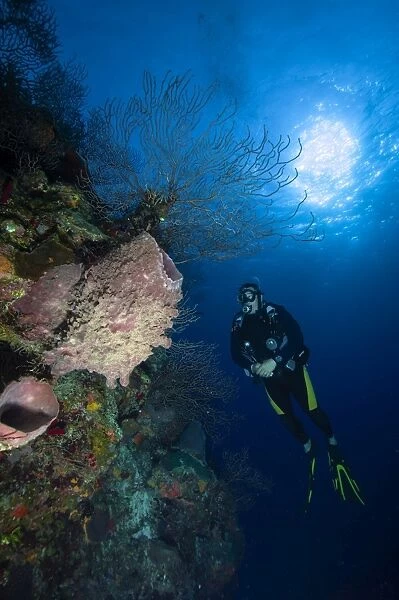 Barrel sponge and diver, Belize