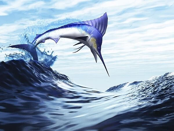A beautiful blue marlin bursts through a wave in a spectacular jump