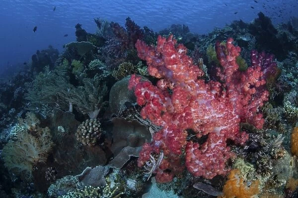 A beautiful soft coral colony on a coral reef in Indonesia