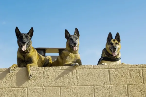 Military Working Dogs Rest at Luke Air Force Base Art