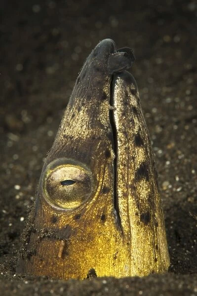 Black-finned snake eel emerging from volcanic black sand