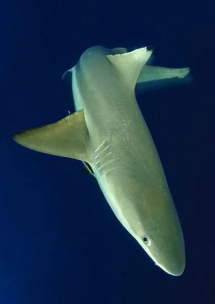 Blacktip reef shark in motion, Solomon Islands