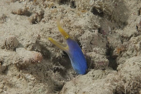 Blue ribbon eel with mouth wide open on a Fijian reef