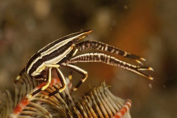 Brown and white striped crinoid Squat Lobster, North Sulawesi
