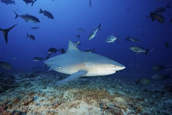 A bull shark with accompanying remora and schooling giant trevally, Fiji