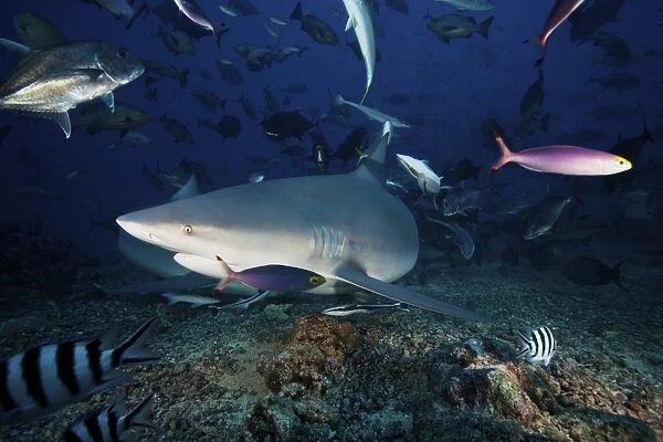 A bull shark turns sharply to avoid the photographer, Fiji