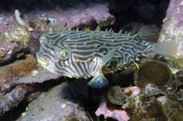 Burrfish in Atlantic Ocean