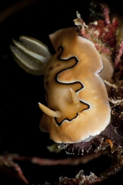 Chromodoris coi sea slug nudibranch
