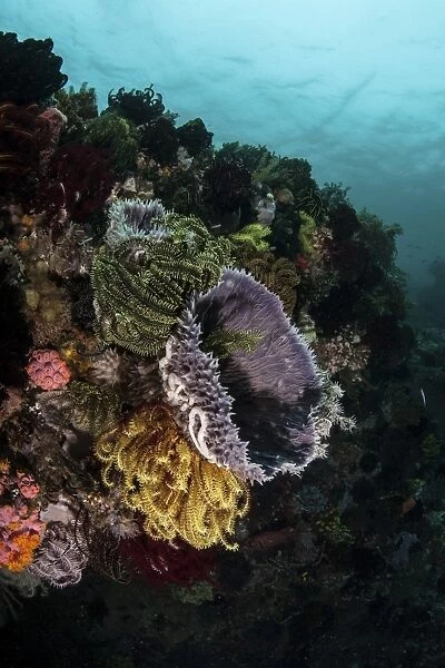 Colorful crinoids and sponges grow on a vibrant reef in Indonesia
