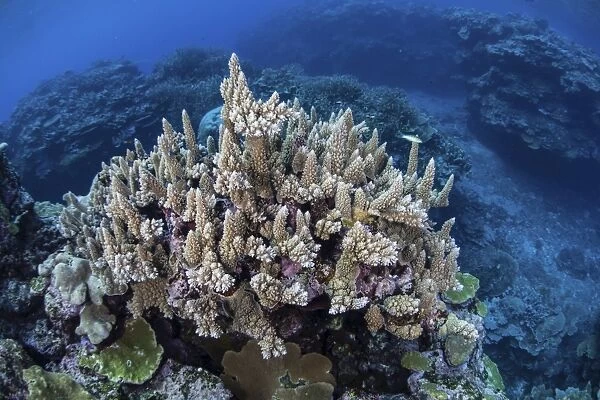 Colorful reef-building corals grow on a reef in the Solomon Islands