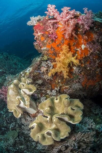 Colorful reef scene with soft coral, Cenderawasih Bay, Indonesia