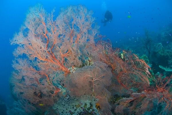Colourful sea fan seascape, Papua New Guinea