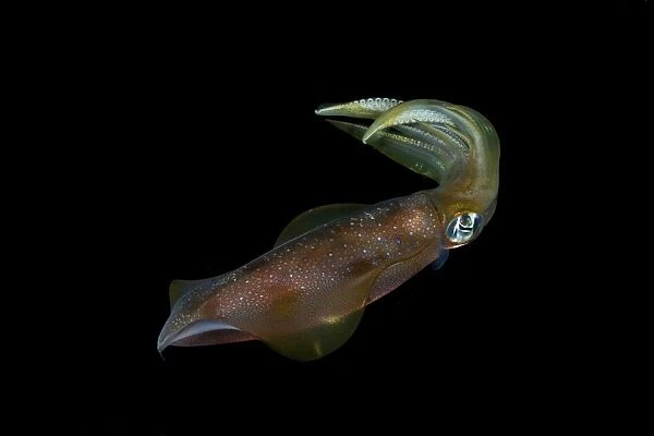 Colourful squid, Anambas, Indonesia