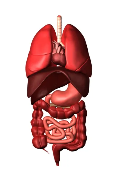 Conceptual image of internal organs of the respiratory and digestive systems