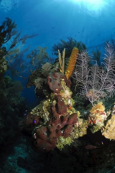 Coral and sponge reef, Belize