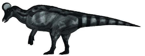Corythosaurus, a large hadrosaurid dinosaur