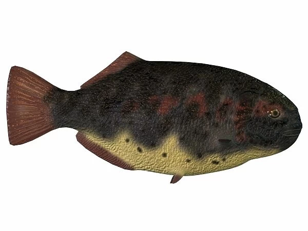 Dapedius, an extinct species of primitive ray-finned fish