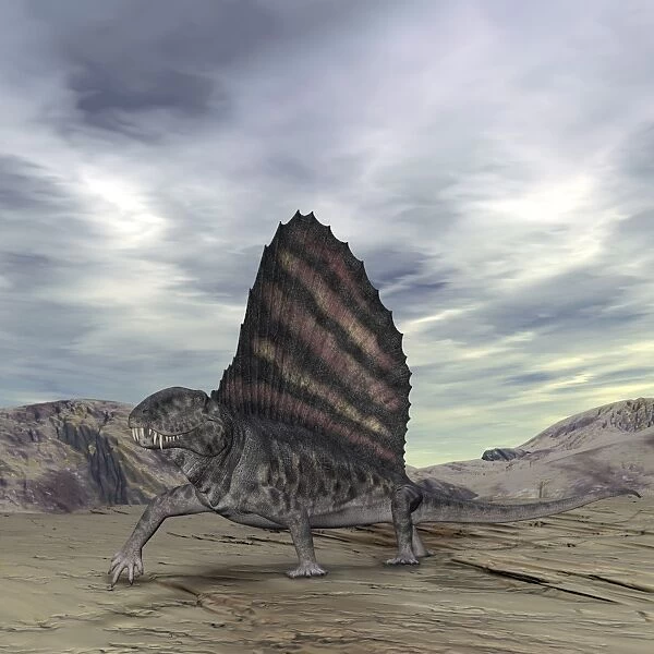 Dimetrodon grandis traverses Earth during the Early Permian period