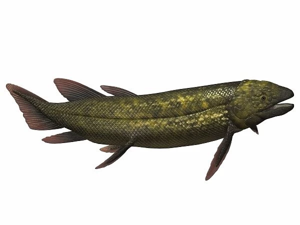 Dipterus, an extinct genus of freshwater lungfish