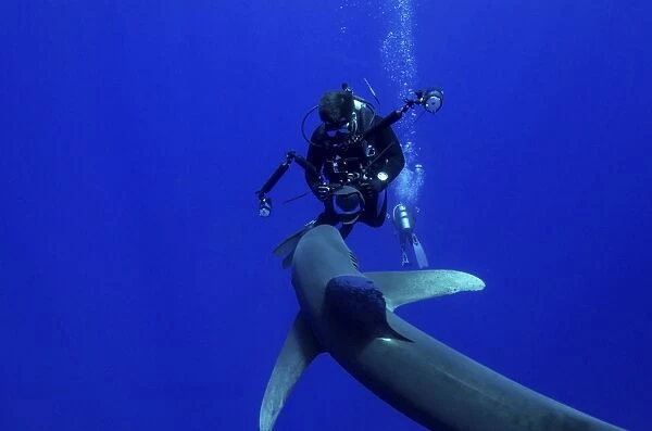 A diver has a close encounter with an oceanic whitetip shark