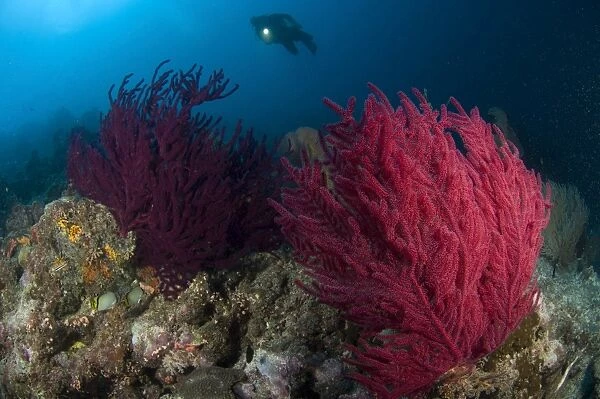A diver looks on at a colorful reef with sea fans, Solomon Islands