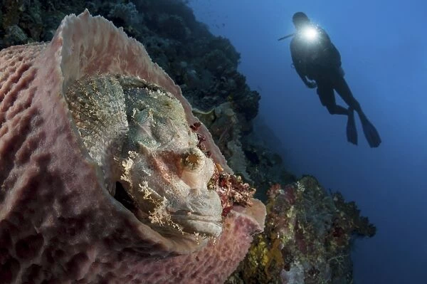 A diver looks on at a tassled scorpionfish lying in a barrel sponge