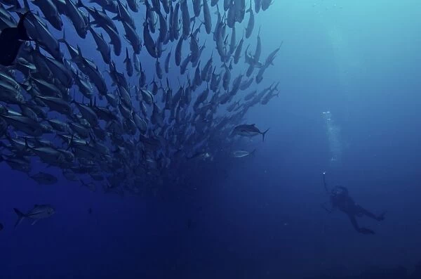Diver photographs a massive school of jacks in Cabo Pulmo, Mexico