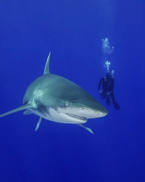 Diver swimming with an oceanic whitetip shark