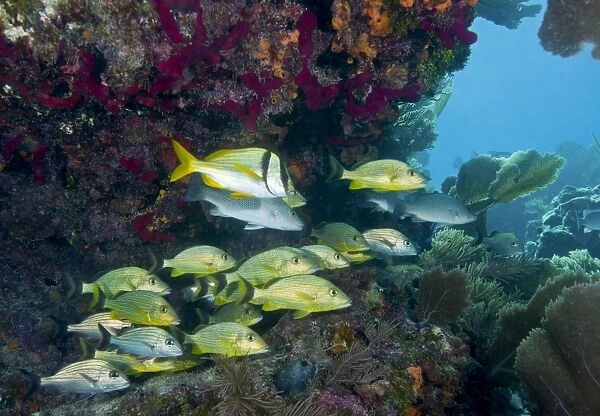 A diversity of grunt fish under a colorful coral reef, Key Largo, Florida