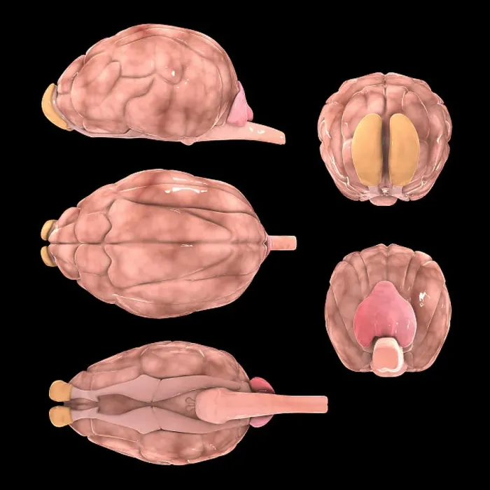 Framed Print : Dog Brain Print, Multiple Angles Framed Print : Dog Brain Print, Multiple Angles