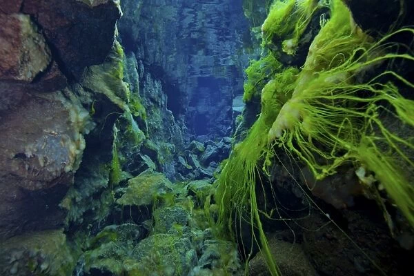 Dramatic fluorescent green algae strands on volcanic rocks, Silfra Crack, Iceland