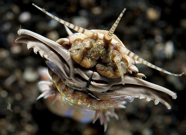 Facial view of the predatory Bobbit worm, Lembeh Strait, Indonesia