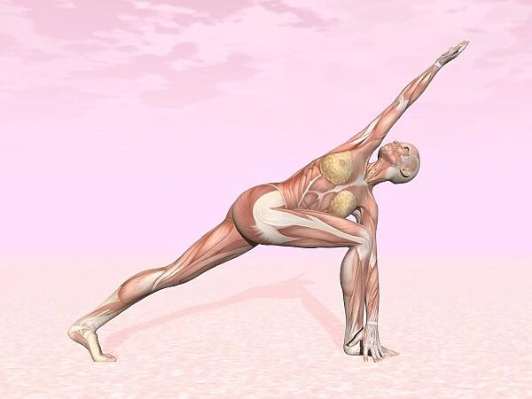 Female musculature performing revolved side angle yoga pose