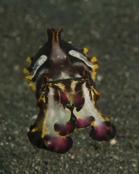 Flamboyant cuttlefish, Lembeh Strait, Indonesia