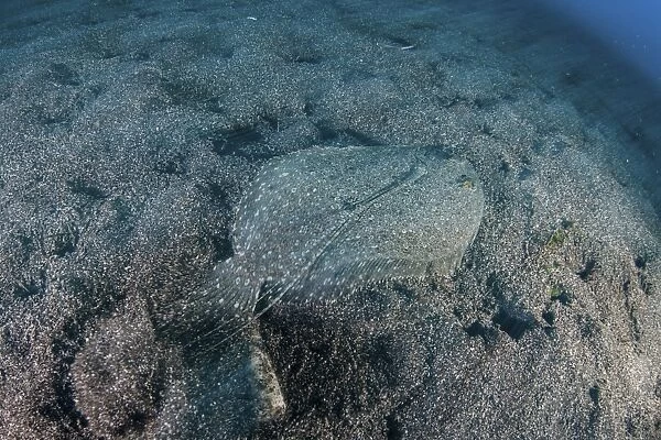 A flounder blends into its reef surroundings