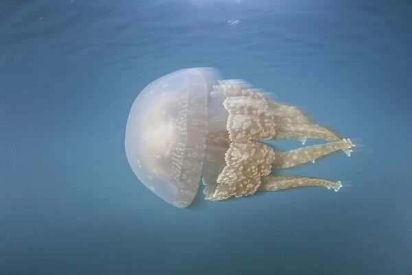 A golden jellyfish, Raja Ampat, Indonesia