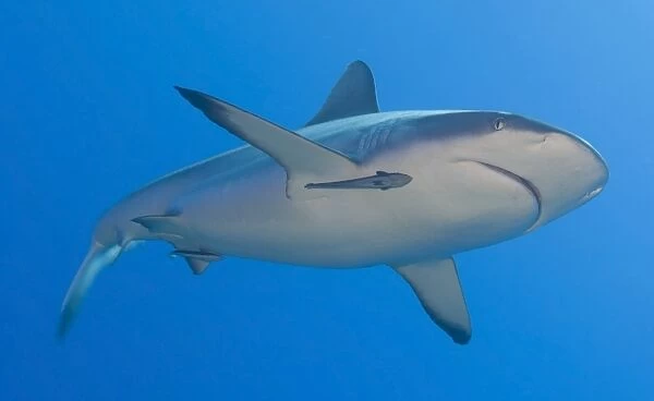 Gray reef shark with remora, Papua New Guinea