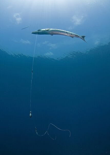 Great Barracuda hooked with fishing line in Atlantic Ocean