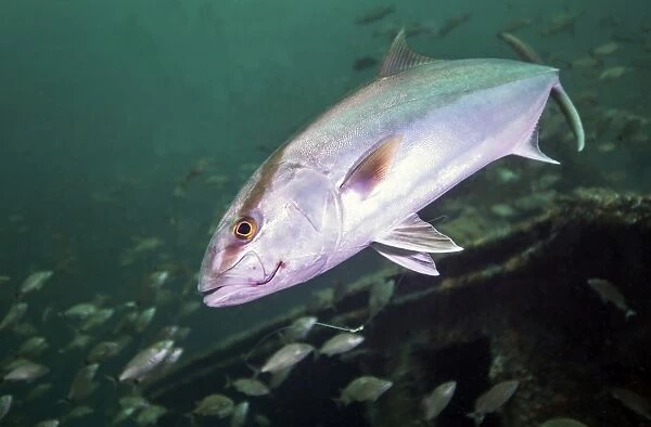 A Greater Amberjack swimming with a fishing hook and line caught in its mouth